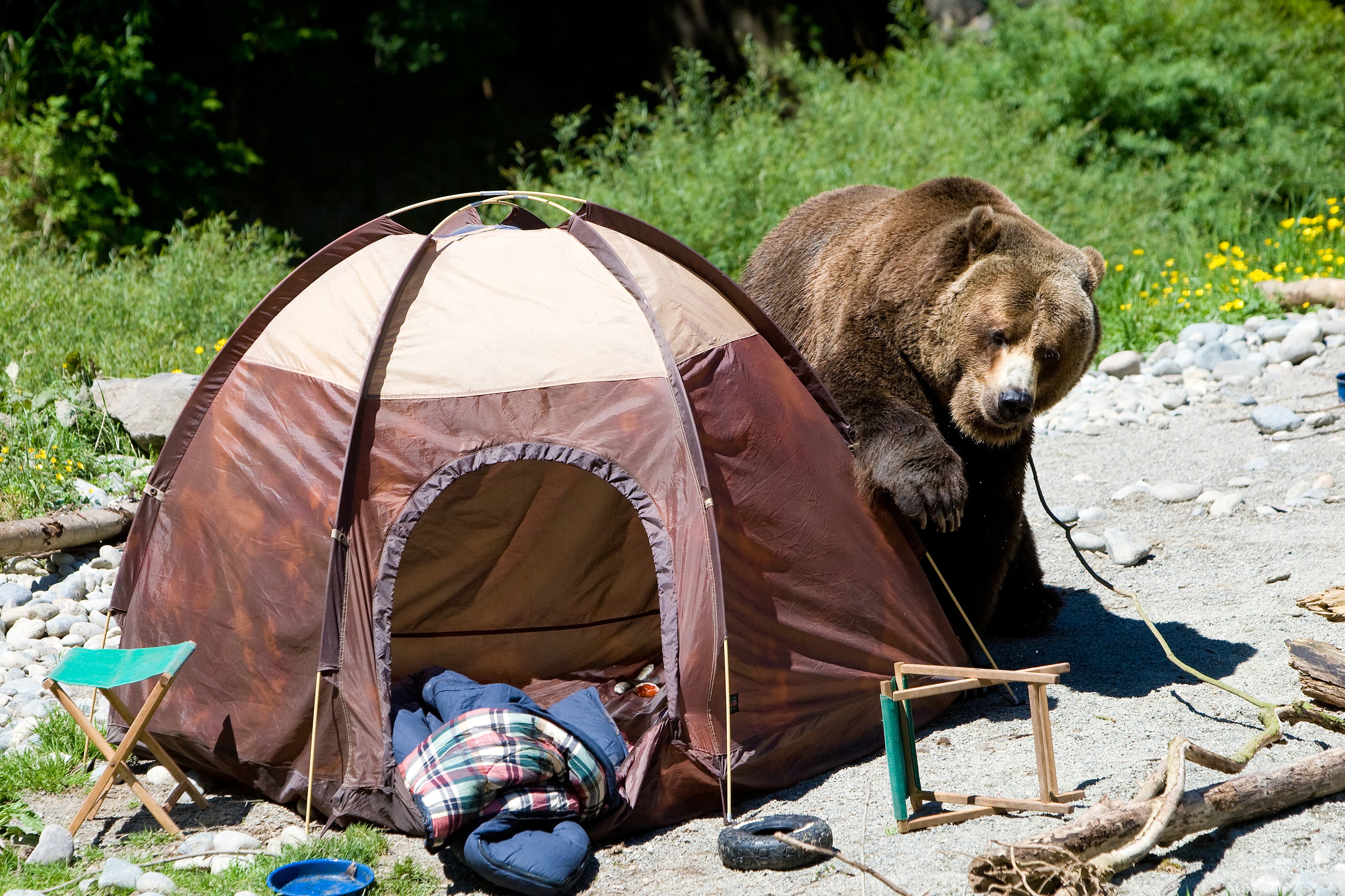 Camping in Bear Country; Your ultimate planning guide
